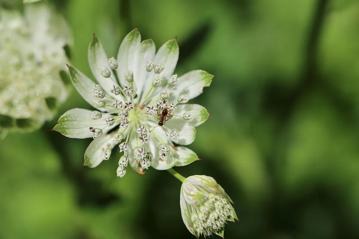 一株巨大的星形頭狀花，美麗的花朵， Astrantia major，昆蟲，螻蚁，白色花朵，雄蕊，花朵，自然，花苞，花朵壁纸，開花，特寫，花朵背景。