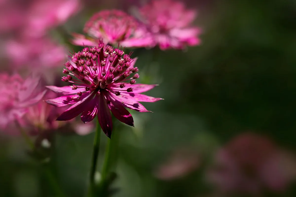 一株巨大的星形頭狀花， Astrantia major，粉色，花瓣，花苞，美麗的花朵，花朵壁纸，開花，花朵，植物，花朵背景，自然。