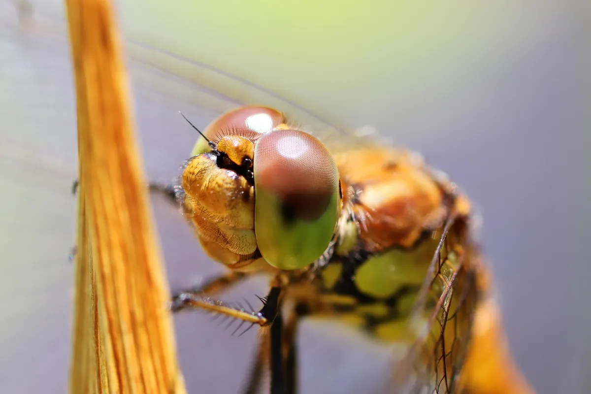 dragonfly, insect, nature, macro, wing, close up, environmental protection, protection of species, darter sympetrum, northern germany