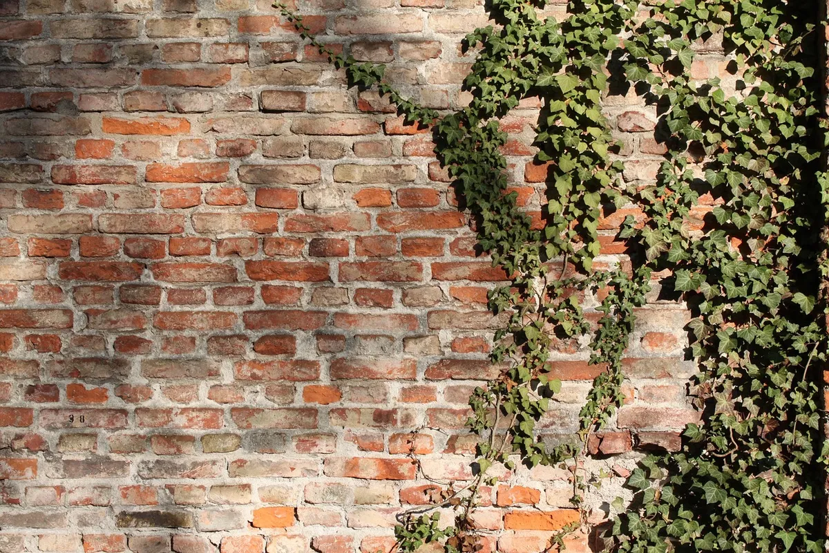 brick wall, bricks, wall, bricked up, ivy, climber plant, south cemetery, munich, germany, brick wall, brick wall, brick wall, brick wall, brick wall, wall, ivy