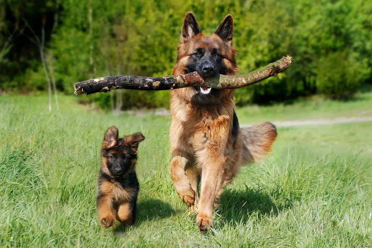 牧羊犬、犬、自然、家畜、動物、犬の子、赤ちゃんの犬、若く老いて、旧ドイツ牧羊犬、ペット、子犬