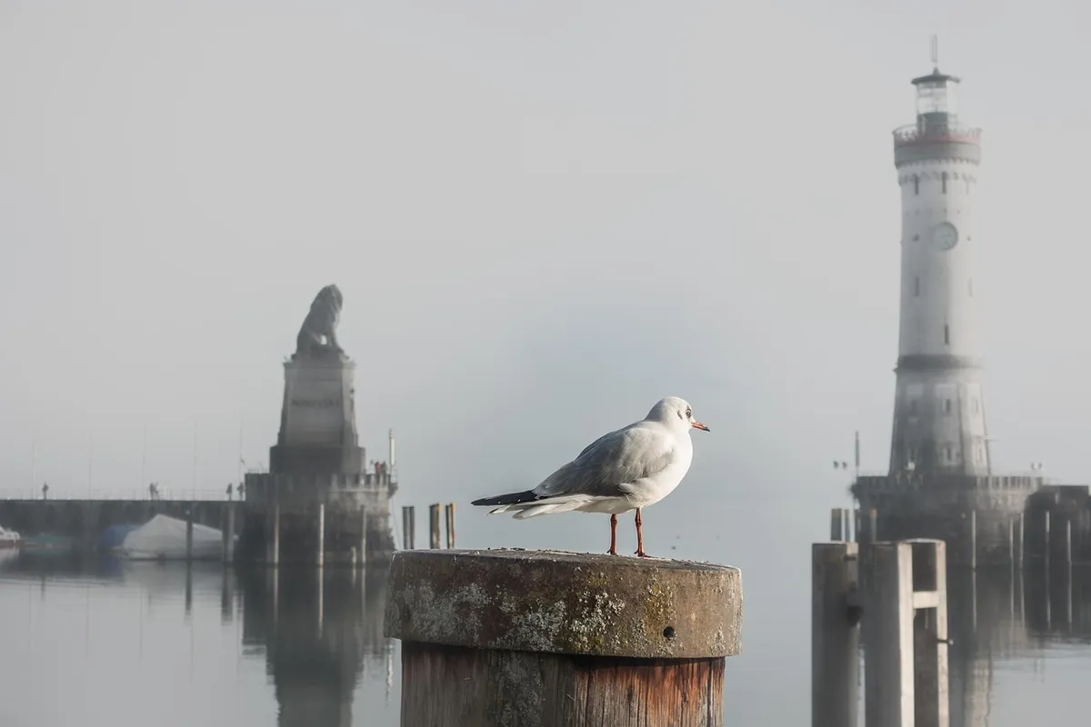bird, ornithology, seagull, port, nature, gateway, water, lake constance, lindau, Lindau, Germany, Bavaria